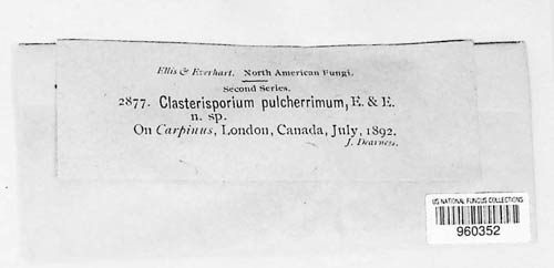 Cladosporium pulcherrimum image